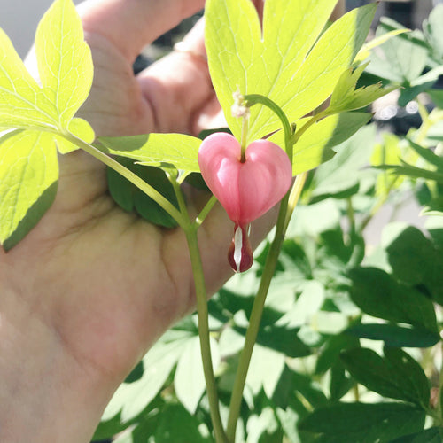 Flower Essence : The Bleeding Heart